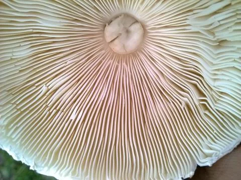 Mashroom(bottom) Stock Photos