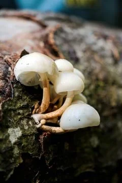 Mashrooms Stock Photos