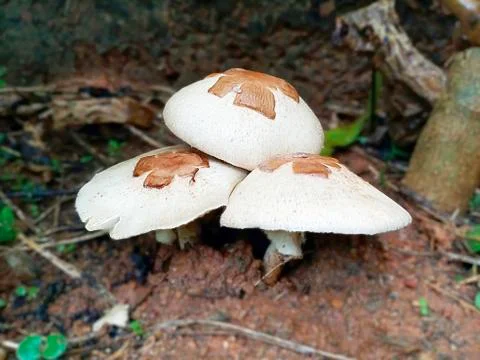 MASHROOMS Stock Photos