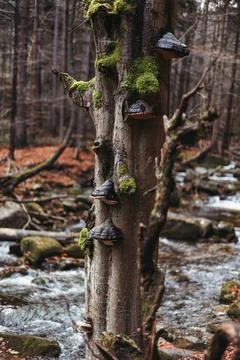 Mashrooms on a tree in forest Stock Photos