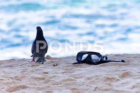 Mask on the beach with bird by his side Stock Photos