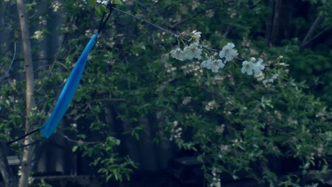 Mask from coronavirus on a flowering cherry Vídeo Stock 129043441
