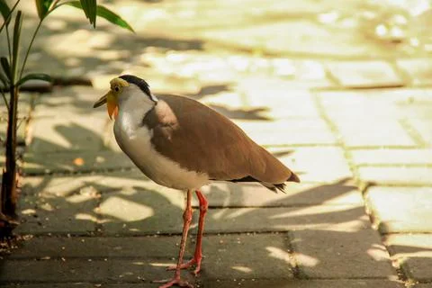 The mask lapwing on the ground Stock Photos