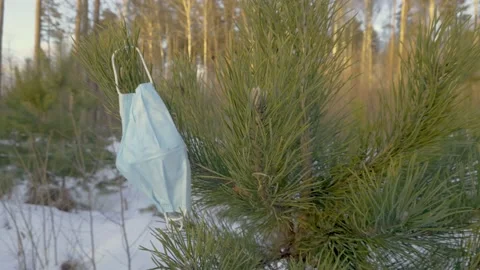 Mask on Spruce Stock Footage 147861201