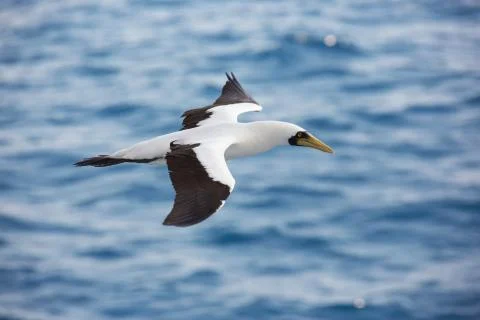 Masked booby passing by Stock Photos