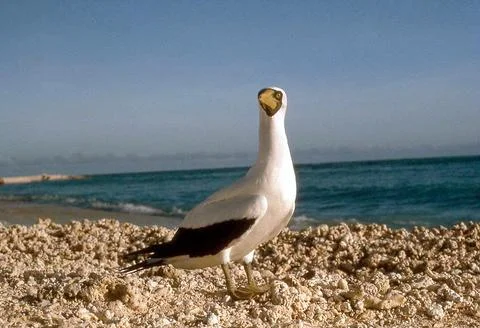 Masked Booby Stock Photos