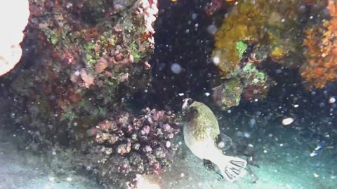Masked Boxfish Being Cleaned by a Cleaner Fish Video stock 341554304