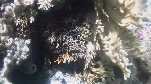 Masked Boxfish Chased by Territorial Damselfish Over Coral Reef Vídeos de archivo 343729190