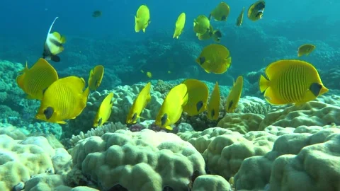 Masked butterflyfish.  Butterfly fish Chaetodontidae. Masked butterfly fish. Stock Footage