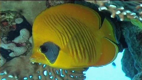 Masked Butterflyfish, Close-Up Stock Footage 292706204
