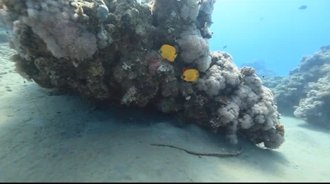Masked Butterflyfish Stock Footage 931392