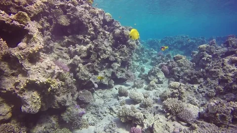 Masked Butterflyfish Stock Footage 122735916