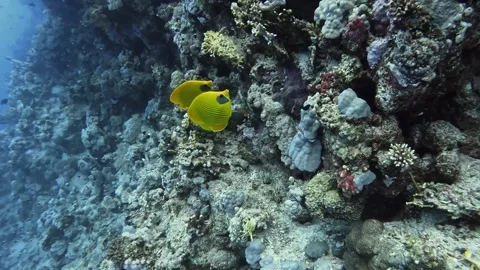 Masked Butterflyfish Stock Footage 280681682