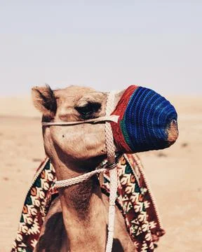 Masked camel in the desert Stock Photos