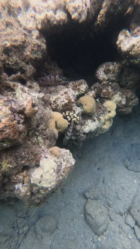 Masked-Groupers try to Hide in the Coral - Video Stock Footage 234087385