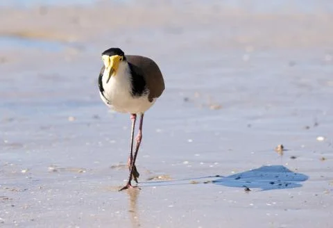 Masked lapwing on beach Stock Photos