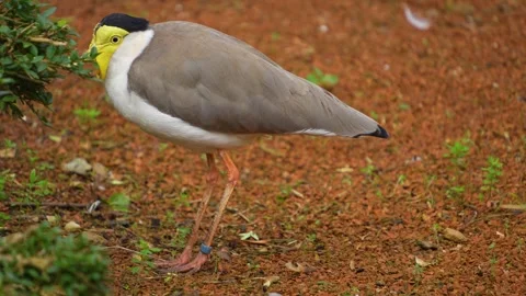 A masked lapwing bird  Stock Footage 268757942