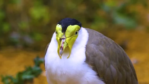 A masked lapwing bird in motion Stock Footage 310008068