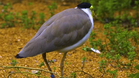 A masked lapwing bird in motion Stock Footage 310008100