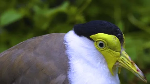 A masked lapwing bird in motion Stock Footage 310008174