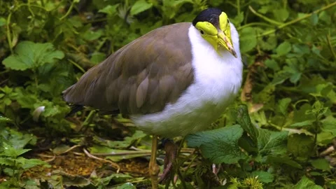 A masked lapwing bird in motion Stock Footage 310008175