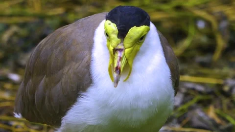 A masked lapwing bird in motion Stock Footage 310008186