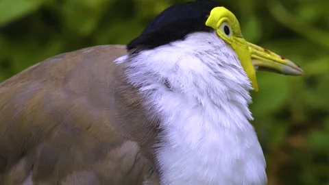 A masked lapwing bird in motion Stock Footage 310008189
