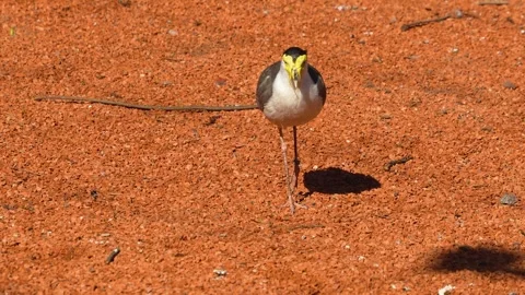 A masked lapwing bird walking Stock Footage 273650923