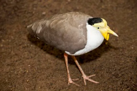Masked lapwing Stock Photos