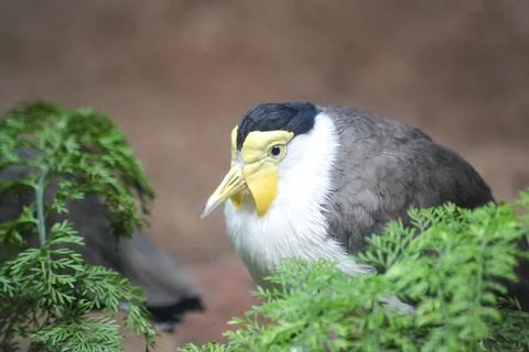 Masked Lapwing 写真素材