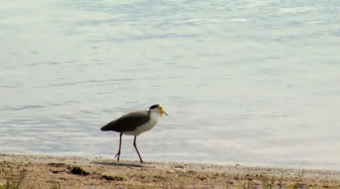 Masked lapwing (plover) walking along beach Video stock 5186569