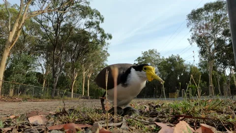 Masked Lapwing,  sits on the eggs, POV Stock Footage 222538885