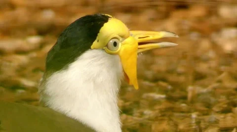 Masked lapwing (Vanellus miles) Stock Footage 68178291
