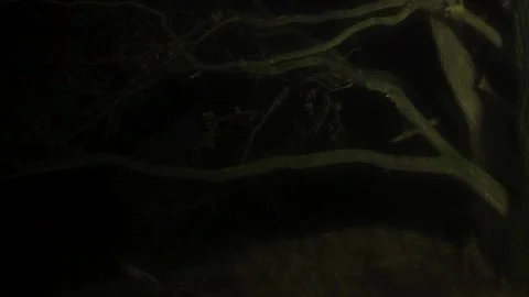 Masked Man Walking Into Dark Forest at Night Stock Footage 346407531