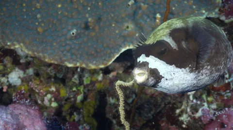 Masked puffer fish eats coral - Red Sea, close up shot Stock Footage 61121302