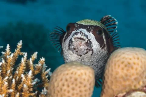 Masked Puffer fish Stock Photos