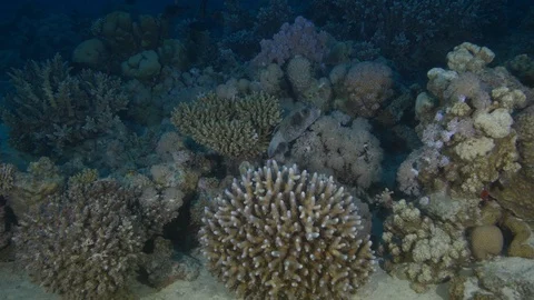 Masked puffer fish, Tracking shot Video stock 88302167