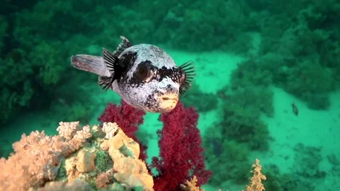 Masked puffer Video stock 78209840