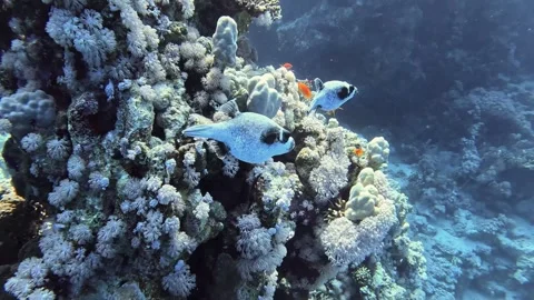 Masked puffer Stock Footage 280062762