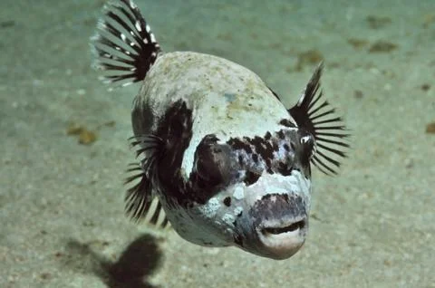 Masked puffer Stock Photos