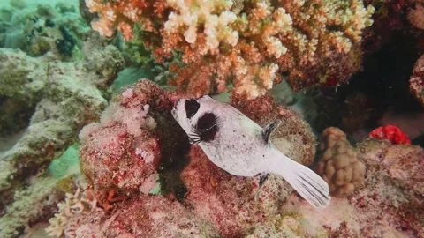 Masked Pufferfish Gliding Through Vibrant Coral Reef in the Red Sea Stock Footage 316688595