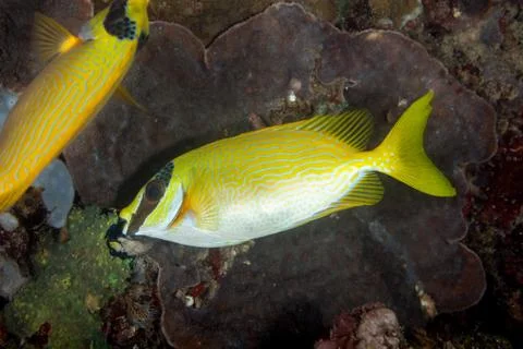 Masked spinefoot, Siganus puellus, also known as decorated rabbitfish or mask Foto stock
