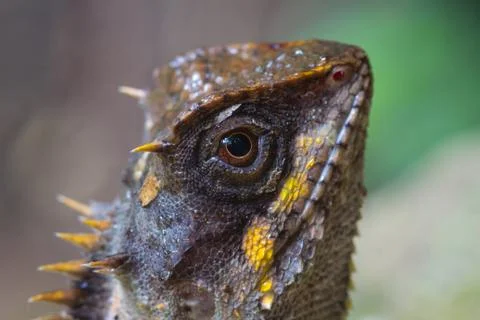 Masked spiny lizard closeup Stock Photos