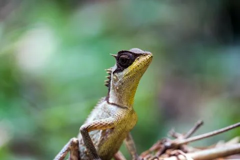 Masked spiny lizard Stock Photos