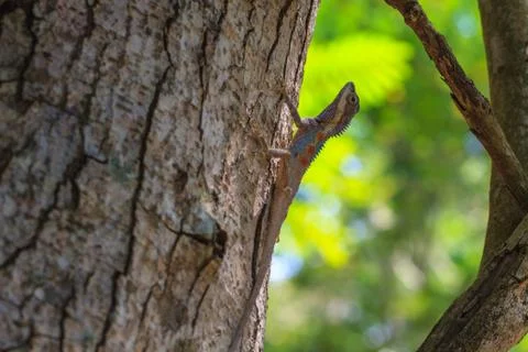 Masked spiny lizard on tree Stock Photos