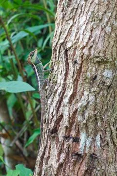 Masked spiny lizard on tree Stock Photos