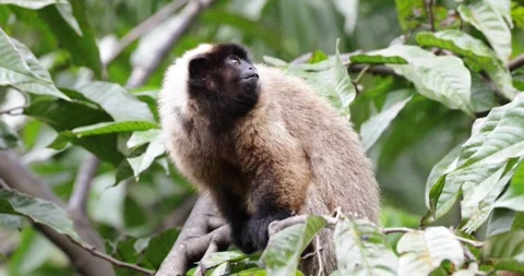 Masked Titi Monkey in the Atlantic Rainforest look around close up Stock Footage 344779001