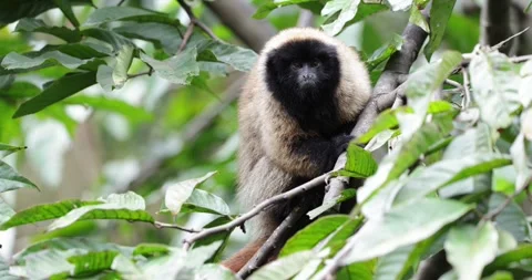 Masked Titi Monkey in the Atlantic Rainforest looking and climb down close u Stock Footage 344779002