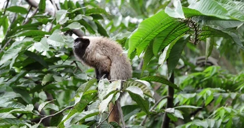 Masked Titi Monkey in the Atlantic Rainforest looking and climb down closeup Stock Footage 344779006