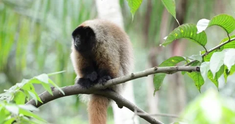 Masked Titi Monkey in the Atlantic Rainforest looking around and move away c Stock Footage 344779008